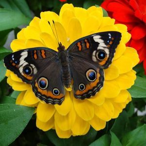 Meet your Posher, Yokasta